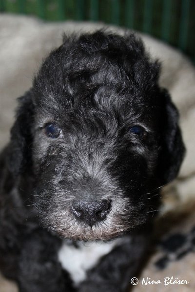 Rüde 2009-06-14 (15).JPG